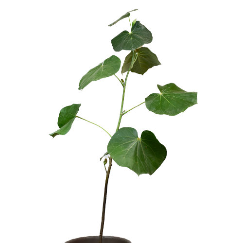 MEIJO H100 CM APROX. / BOL