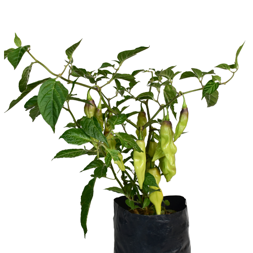 AJI LIMO H25 CM APROX. / BOL