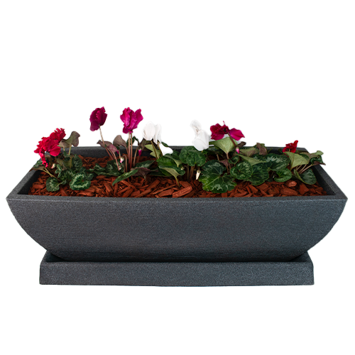  FAMILIA DE VIOLETAS EN MACETA PREMIUM 25CM APROX