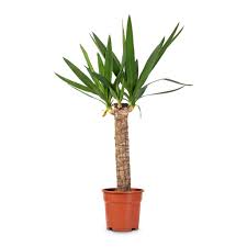  YUCA BLANCA EN MACETA PREMIUM 50CM APROX