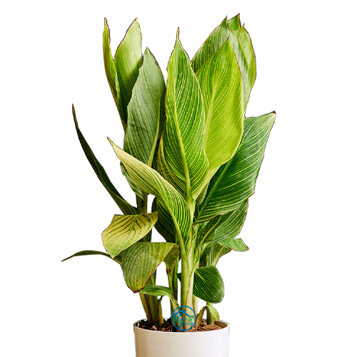 ACHIRA H50 CM APROX. / BOL