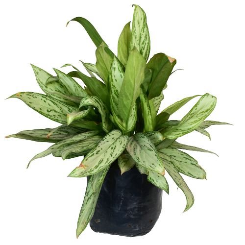 AGLONEMIA ENANA H50 CM APROX. / BOL