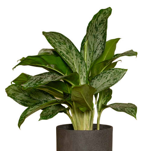 AGLONEMIA GIGANTE H75 CM APROX. / BOL