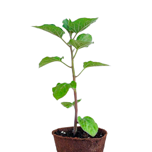 AGUAYMANTO H25 CM APROX. / BOL