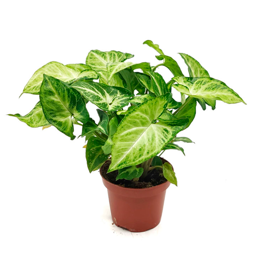 ALA DE ANGEL H25 CM APROX / M - PLA