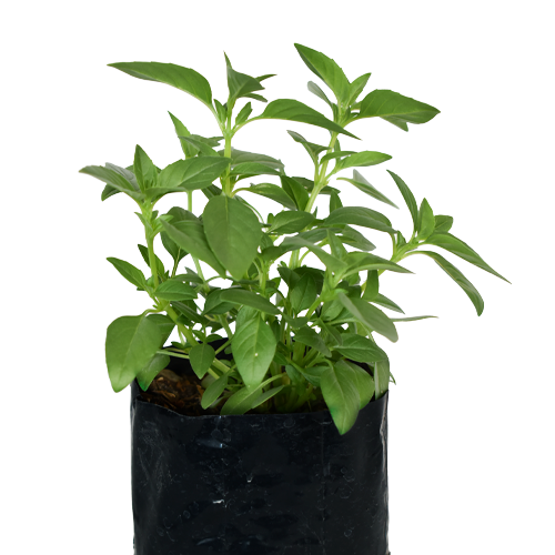 ALBAHACA H25 CM APROX. / BOL