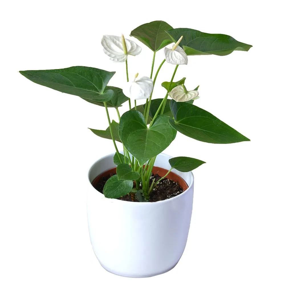 ANTURIO BLANCO H50 CM APROX. / BOL