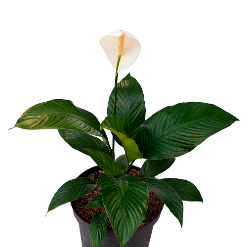 ANTURIO BLANCO H75 CM APROX. / M-PLA