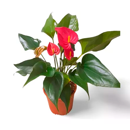 ANTURIO ROJO H25 CM APROX. / M - PLA