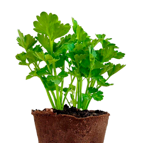 APIO H25 CM APROX. / BOL