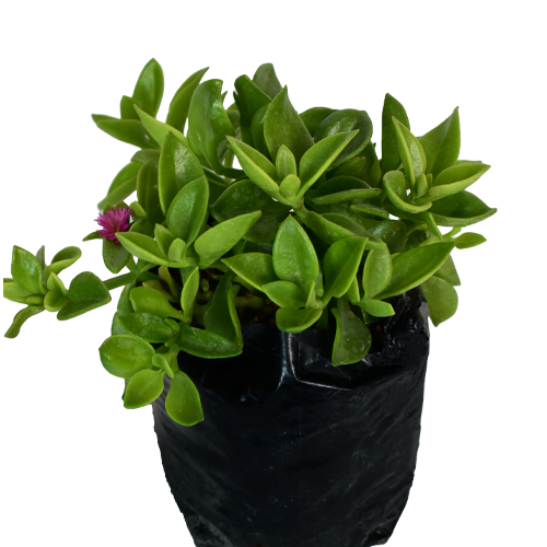 APTEMIA VERDE H25 CM APROX. / BOL