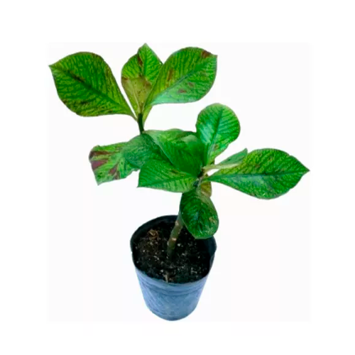 ARBOL DE LA VIDA H25 CM APROX. / BOL #1 