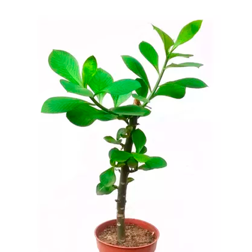 ARBOL DE LA VIDA H50 CM APROX. / BOL