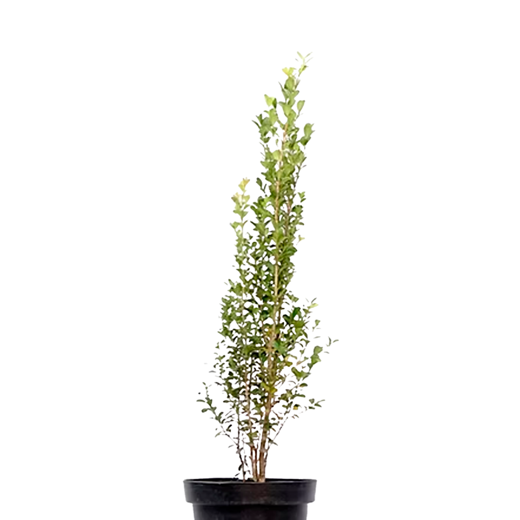 ARRAYAN H25 CM APROX. / BOL.