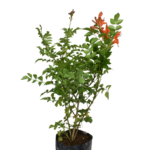 ASTROMELIA H50 CM APROX / BOL