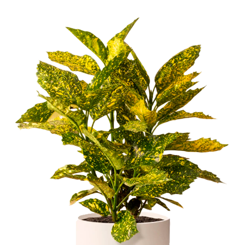 AUCUBA BLANCO H50 CM APROX. / BOL #1