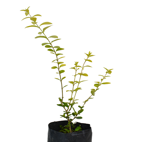 AZAR DE NOVIA AMARILLA H50 CM APROX / BOL