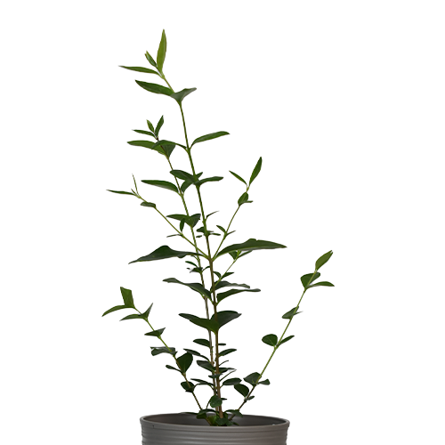 AZAR DE NOVIA VERDE H25 CM APROX. / BOL