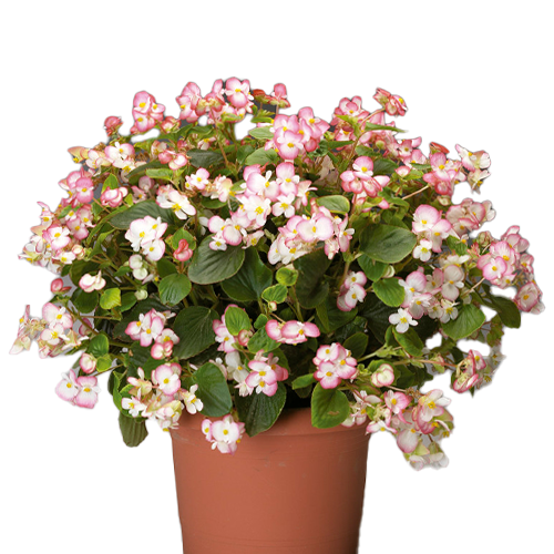 BEGONIA RELLENA H50 CM APROX. / BOL