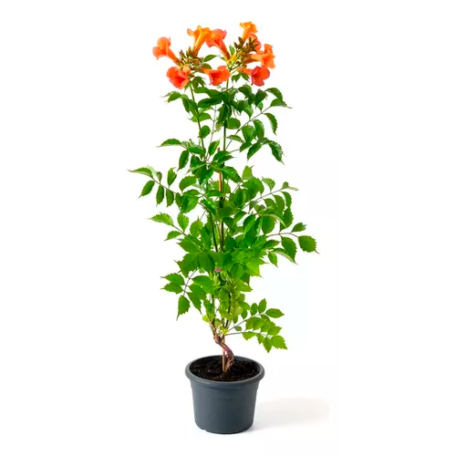 BIGNONIA H50 CM APROX. / BOL