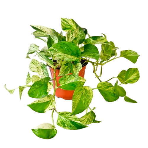 BOA BLANCA H25 CM APROX. / M - PLA