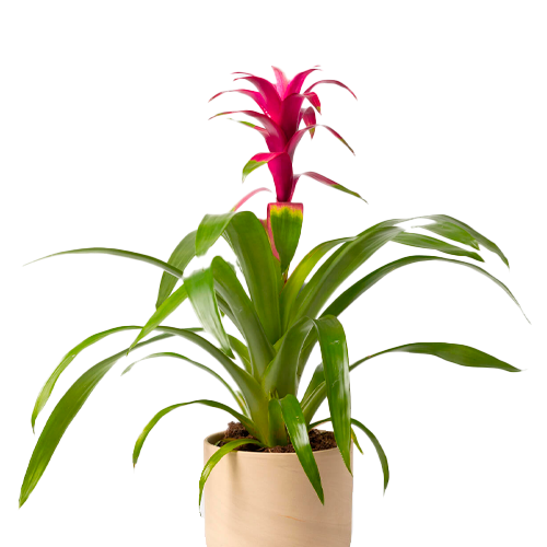 BROMELIA H25 CM APROX. / M - PLA