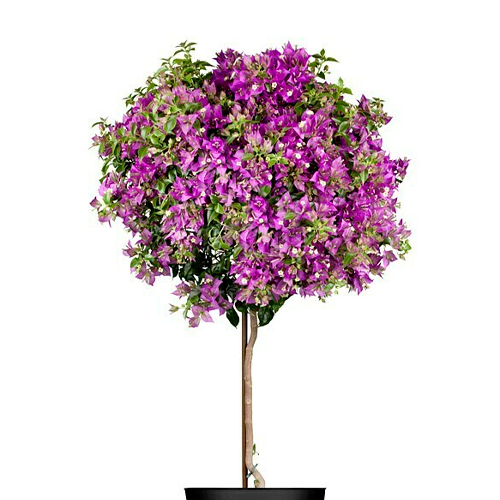 BUGAMBILIA ESFERICA H100 CM APROX. / BOL #1