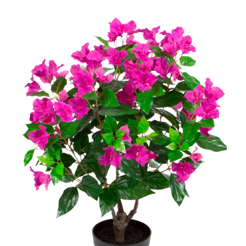 BUGAMBILIA ESFERICA SIMPLE H100 CM APROX. / BOL #1