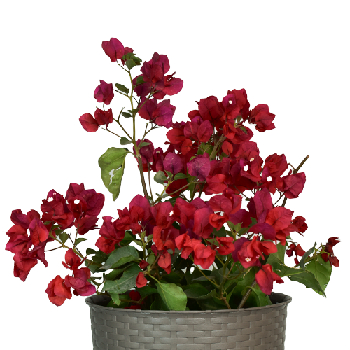 BUGAMBILIA ESFERICA SIMPLE H30 CM APROX. / BOL