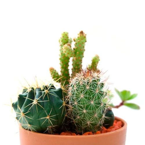 CACTUS & SUCULENTAS H25 CM APROX. / GEN #3