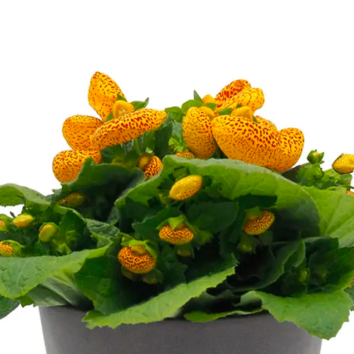 CALCEOLARIA H25 CM APROX. / BOL