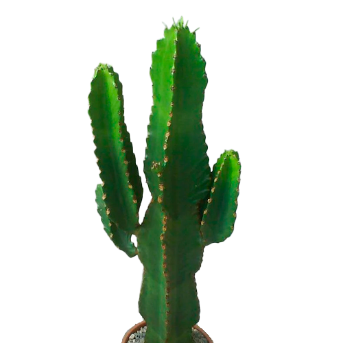 CANDELABRO H25 CM APROX. / BOL