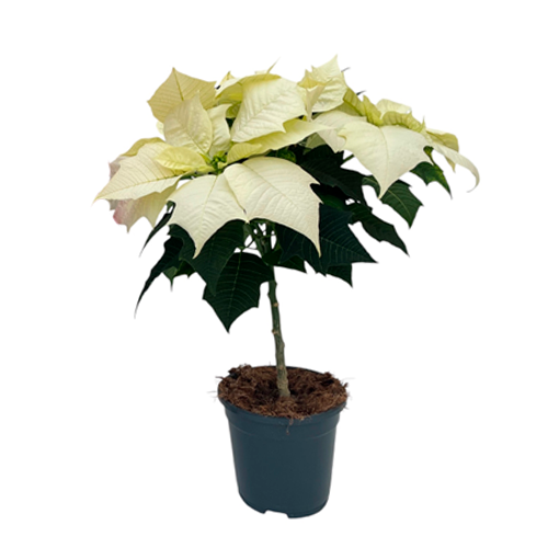 CARDENAL H25 CM APROX. / M - PLA