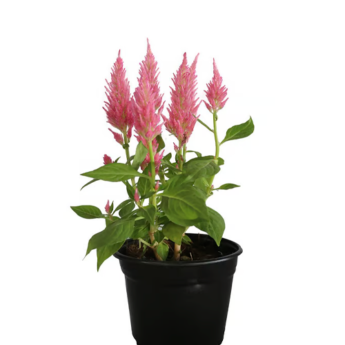 CELOSIA H25 CM APROX. / BOL