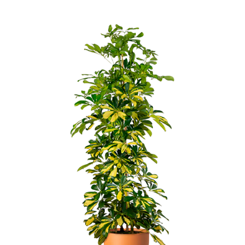 CHEFLERA GIGANTE H125 CM APROX. / BOL