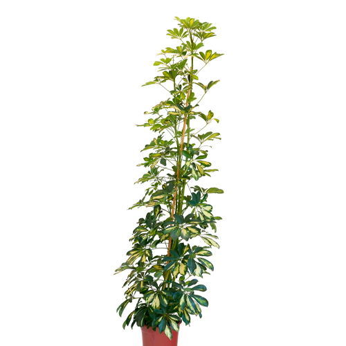 CHEFLERA VARIEGATA H175 CM APROX. / BOL #1