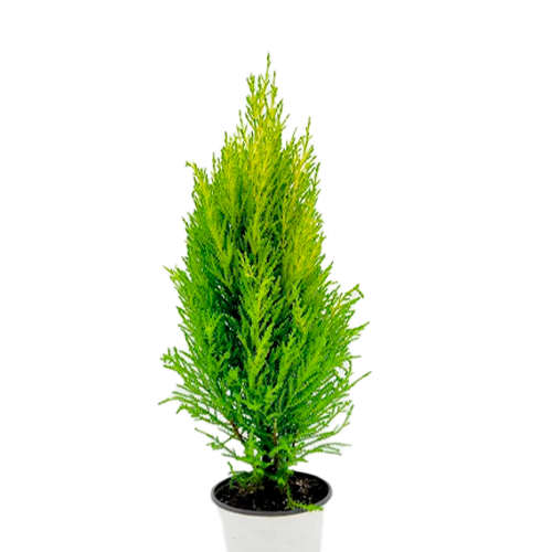 CIPRES LIMON COMPACTA H75 CM APROX. / BOL