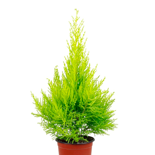 CIPRES LIMON PIRAMIDAL H300 CM APROX / BOL.