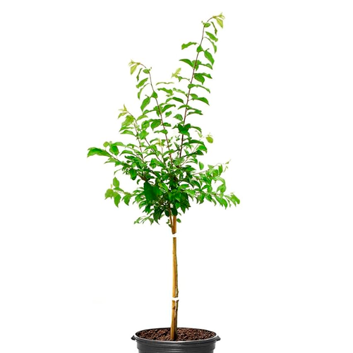 CIRUELA BLANCA H150 CM APROX. / BOL