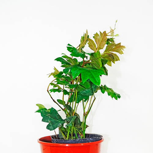 CISSUS H25 CM APROX. / M - PLA