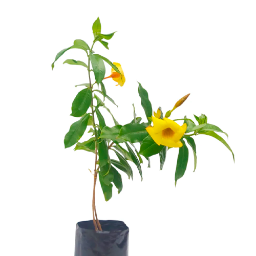 COPA DE ORO H100 CM APROX. / BOL