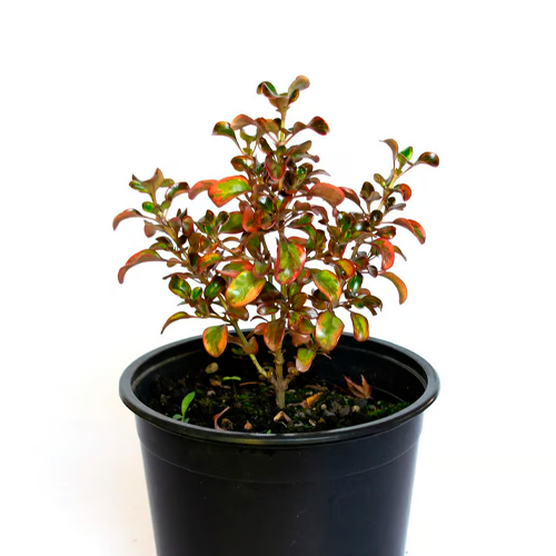 COPROSMO H25 CM APROX. / BOL