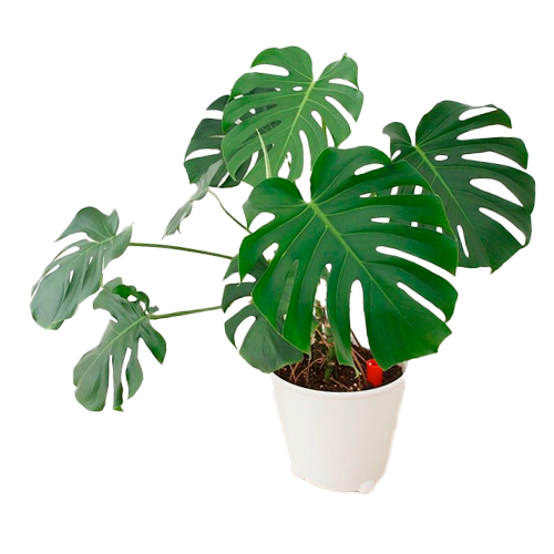 COSTILLA DE ADAN H100 CM APROX. / BOL