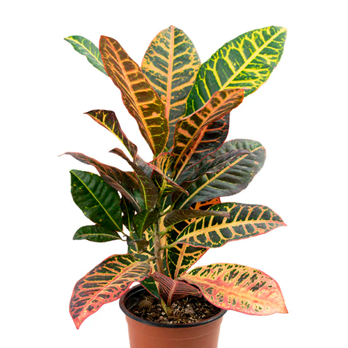 CROTO H50 CM APROX. / BOL