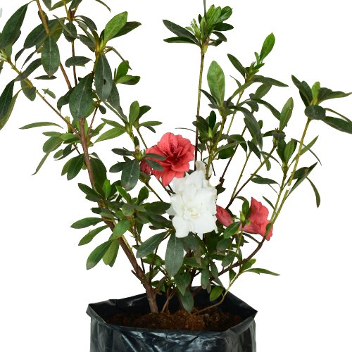 CUCARDA H25 CM APROX. / BOL