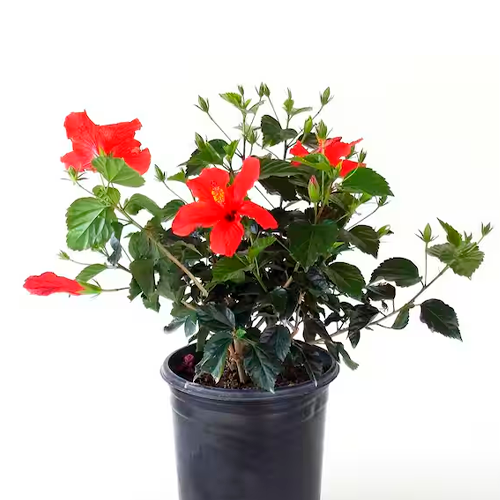 CUCARDA INJERTADA H50 CM APROX. / BOL #1