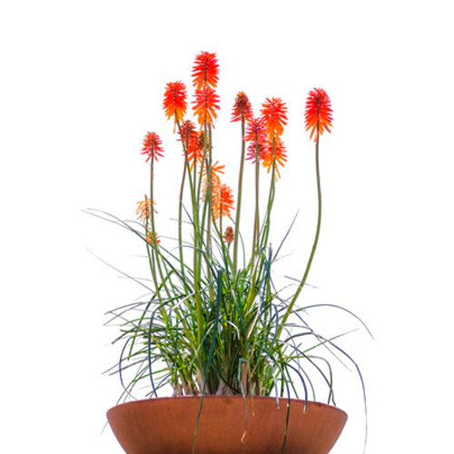 CUETILLO H25 CM APROX. / BOL