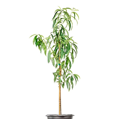 DAMASCO H100 CM APROX. / BOL