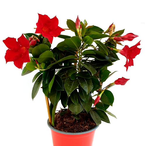 DIPLODEMIA ROJA/AMARILLA H25 CM APROX. / BOL