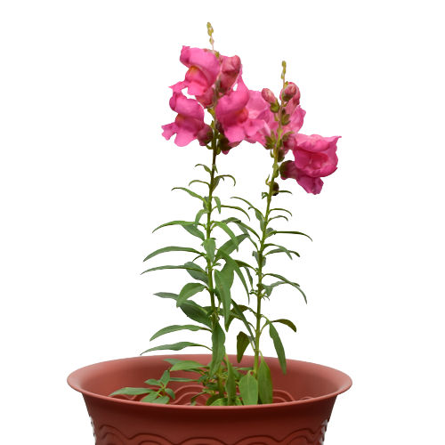 DOGO GIGANTE H25 CM APROX. / BOL